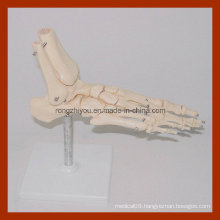 Life-Size Foot Skeleton Model, Anatomical Foot Model